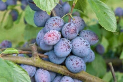 Hanita ® Prunus Domestica `Hanita 12 Hanita ® Prunus Domestica `Hanita -Obstgartenliebe Geschaft Hanita3