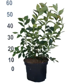 Heidelbeere - Reka Vaccinum Corymbosum `Reka´ -Obstgartenliebe Geschaft Heidelbeere reka 2