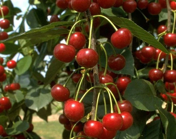 Heimanns Rubinweichsel Prunus Cerasus `Heimann´s Rubinweichsel´ 1 Heimanns Rubinweichsel Prunus Cerasus `Heimann´s Rubinweichsel´