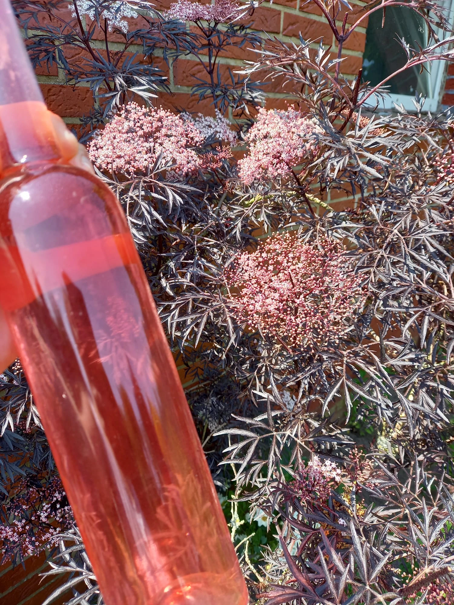 Holunder Black Lace ® Sambucus Nigra `Black Lace´ 7 Holunder Black Lace ® Sambucus Nigra `Black Lace´ – Bild 7