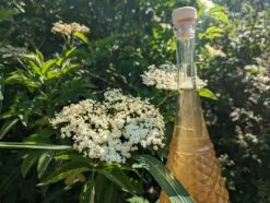 Holunder Haschberg Sambucus Nigra `Haschberg´ -Obstgartenliebe Geschaft Holunderbl tenlik r weiss