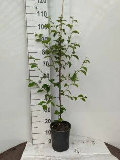 Chinesische Quitte / Holzquitte Pseudocydonia Sinensis -Obstgartenliebe Geschaft Holzquitte