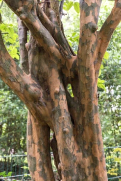 Obstgartenliebe Geschaft -Obstgartenliebe Geschaft Holzquitte rinde