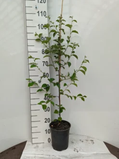 Chinesische Quitte / Holzquitte Pseudocydonia Sinensis -Obstgartenliebe Geschaft Holzquitte scaled