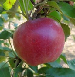 Idared Malus Domestica `Idared´ -Obstgartenliebe Geschaft Idared