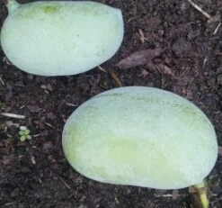 Obstgartenliebe Geschaft -Obstgartenliebe Geschaft Indianerbanana