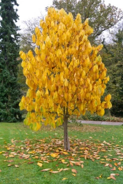 Veredelte Indianerbanane (Paw Paw) `Shenandoah®´ Asimina Triloba `Shenandoah´ -Obstgartenliebe Geschaft Indianerbanane BaumCMuNSsGbMKVA1