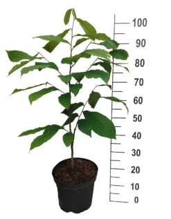 Obstgartenliebe Geschaft -Obstgartenliebe Geschaft Indianerbanane mango1