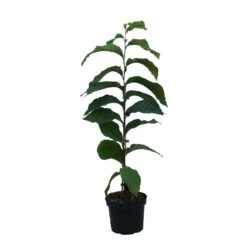 Indianerbanane (Paw Paw) Asimina Triloba -Obstgartenliebe Geschaft Indianerbanane weiss