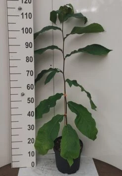 Veredelte Indianerbanane `NC1´ Asimina Triloba `NC1´ -Obstgartenliebe Geschaft Indianerbanane weissUURtI4poHnJw6