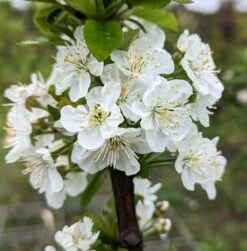 Säulensauerkirsche `Jachim´ Prunus Cerasus `Jachim´ 7 Säulensauerkirsche `Jachim´ Prunus Cerasus `Jachim´ -Obstgartenliebe Geschaft Jachim Bl te