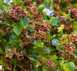 Japanischer Rosinenbaum Hovenia Dulcis