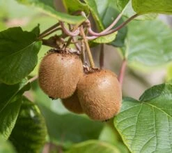Kiwi Jenny (selbstfruchtbar) Actinidia Chinensis `Jenny´