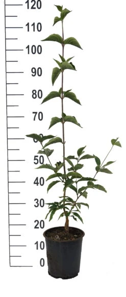 Großfrüchtige Kornelkirsche `Jolico´ Cornus Mas `Jolico´ -Obstgartenliebe Geschaft Jolico Kornelkirsche weiss