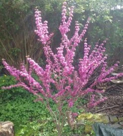 Judasbaum Cercis Siliquastrum -Obstgartenliebe Geschaft Judasbaum