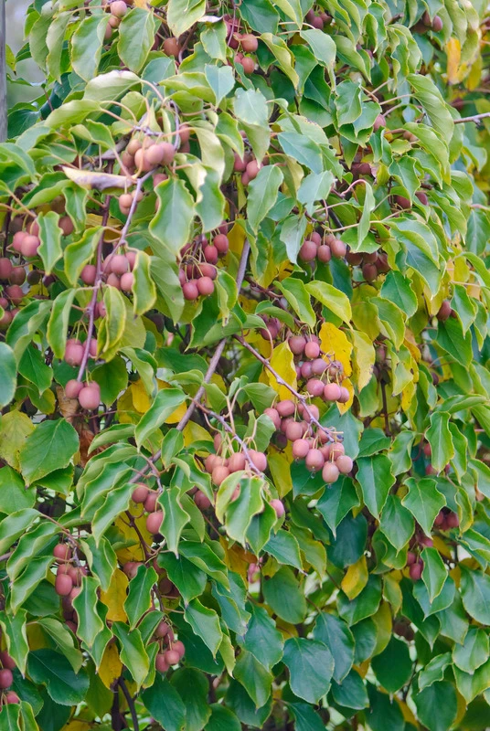 Bayernkiwi `Ken´s Red´ (rote Frucht) Actinidia Arguta `Ken´s Red´ 2 Bayernkiwi `Ken´s Red´ (rote Frucht) Actinidia Arguta `Ken´s Red´ – Bild 2