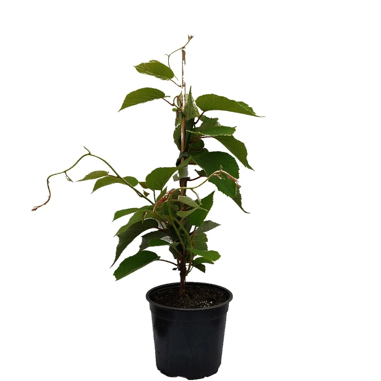 Kiwi Solo (selbstfruchtbar) Actinidia Chinensis `Solo´ 2 Kiwi Solo (selbstfruchtbar) Actinidia Chinensis `Solo´ – Bild 2