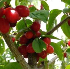 Großfrüchtige Kornelkirsche `Jolico´ Cornus Mas `Jolico´ -Obstgartenliebe Geschaft Kornelkirsche jolico