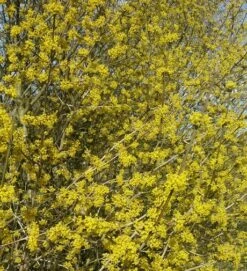 Großfrüchtige Kornelkirsche `Schönbrunner Gourmet Dirndl´ Cornus Mas `Schönbrunner Gourmetdirndl´ -Obstgartenliebe Geschaft Kornelkirschen