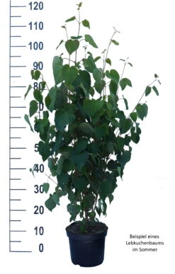 Lebkuchenbaum / Katsurabaum Cercidiphyllum Japonicum 11 Lebkuchenbaum / Katsurabaum Cercidiphyllum Japonicum -Obstgartenliebe Geschaft Lebkuchenbaum weiss