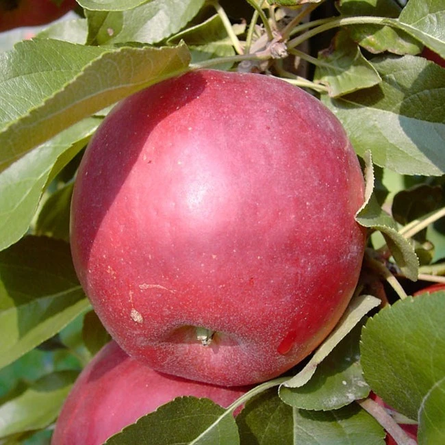 Liberty Malus Domestica `Liberty´ 2 Liberty Malus Domestica `Liberty´ – Bild 2