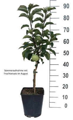 Zwergapfel Maloni® `Lilly´® Malus Domestica `Lilly´ 5 Zwergapfel Maloni® `Lilly´® Malus Domestica `Lilly´ -Obstgartenliebe Geschaft Lilly weiss