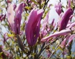 Purpur-Magnolie `Susan´ Magnolia Liliiflora `Susan´ -Obstgartenliebe Geschaft Magnolie Susan1