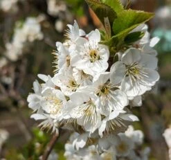 Zwergsauerkirsche Morellini Prunus Cerasus `Morellini´ -Obstgartenliebe Geschaft Morellini Bl te 1