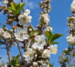 Zwergsauerkirsche Morellini Prunus Cerasus `Morellini´ -Obstgartenliebe Geschaft Morellini Bl te0990A9bUHZmab