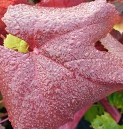 Blauer Muskateller Vitis `Blauer Muskateller´ -Obstgartenliebe Geschaft Muskateller herbstf rbung