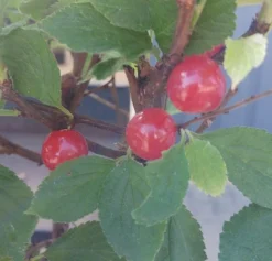 Nankingkirsche `Orient´ Prunus Tomentosa Orient -Obstgartenliebe Geschaft Nankingkirsche Frucht