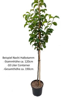 Nashi Nijiseiki Pyrus Pyrifolia `Nijiseiki´ -Obstgartenliebe Geschaft Nashi Halbstamm1