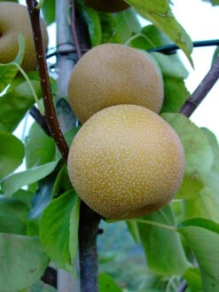 Nashi Hakko Pyrus Pyrifolia `Hakko´