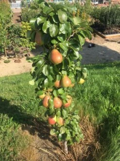 Säulenbirne `Obelisk®´ Pyrus Communis `Obelisk®´ -Obstgartenliebe Geschaft Obeslisk2