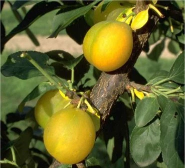 Ontariopflaume Prunus Domestica `Ontariopflaume´ 1 Ontariopflaume Prunus Domestica `Ontariopflaume´