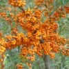 Sanddorn Orange Energy Hippophae Rhamnoides `Orange Energy´