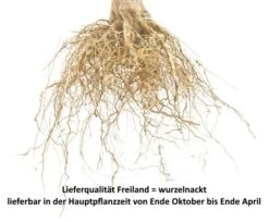 Hanita ® Prunus Domestica `Hanita 15 Hanita ® Prunus Domestica `Hanita -Obstgartenliebe Geschaft Pflaume Beispiel wurzelnacktcbVHLBj6sdNZZ