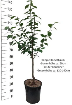 Alte Eierpflaume Prunus Domestica `Alte Eierpflaume´ -Obstgartenliebe Geschaft Pflaume Buschbaum Beispiel Neu WeissXsTSftfa9ttWG