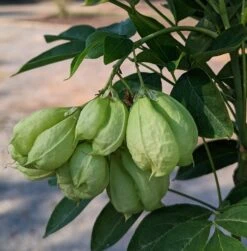 Rispen-Pimpernuss Staphylea Pinnata -Obstgartenliebe Geschaft Pimpernuss Frucht1