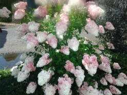 Rispenhortensie `Vanille-Fraise´ Hydrangea Paniculata `Vanille Fraise´ -Obstgartenliebe Geschaft Pinky Winkie Hortensie5936a36f54caf