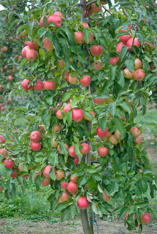 Pinova ® Malus Domestica 3 Pinova ® Malus Domestica – Bild 3