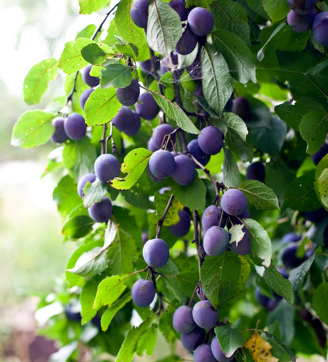 Pogauner (Alte Wildpflaume) Prunus Domestica `Pogauner´ 1 Pogauner (Alte Wildpflaume) Prunus Domestica `Pogauner´