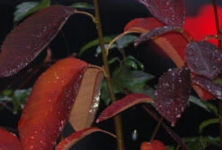 Prince William-Großfruchtige Felsenbirne Amelanchier `Prince William´ -Obstgartenliebe Geschaft Prince William Kordes Jungpflanzen1