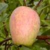 Prinzenapfel / Haferapfel Malus Domestica