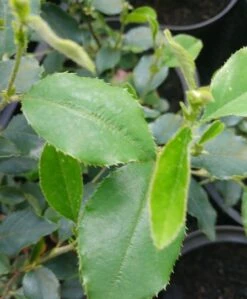 Chinesische Quitte / Holzquitte Pseudocydonia Sinensis -Obstgartenliebe Geschaft Pseudonya sinensis chinesische Quitte