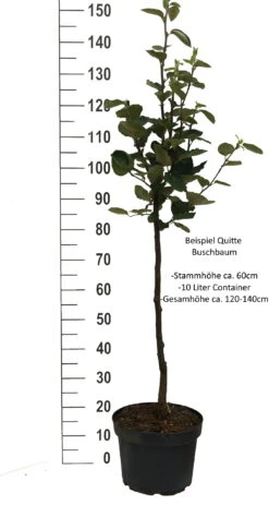 Bereczki Birnenquitte Cydonia Oblonga `Bereczki´ 6 Bereczki Birnenquitte Cydonia Oblonga `Bereczki´ -Obstgartenliebe Geschaft Quitte Beispiel buschbaum weissPkqQs1wHc4ffm