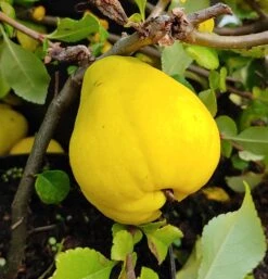 Chinesische Quitte / Holzquitte Pseudocydonia Sinensis -Obstgartenliebe Geschaft Quitte Holzquitte