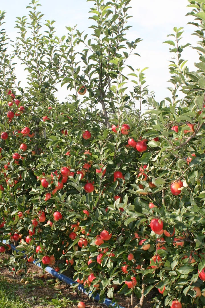 Rebella ® Malus Domestica 2 Rebella ® Malus Domestica – Bild 2