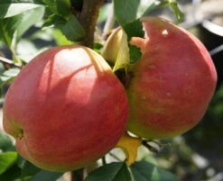 Rebella ® Malus Domestica 10 Rebella ® Malus Domestica -Obstgartenliebe Geschaft RebellaJzAGDJsc1LAKH
