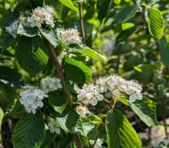 Erlenblättrige Eberesche `Red Bird´ Sorbus Alnifolia `Red Bird´ 7 Erlenblättrige Eberesche `Red Bird´ Sorbus Alnifolia `Red Bird´ -Obstgartenliebe Geschaft Red Bird 1